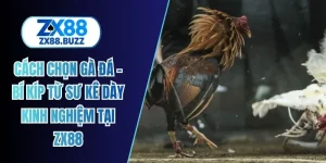Cách chọn gà đá