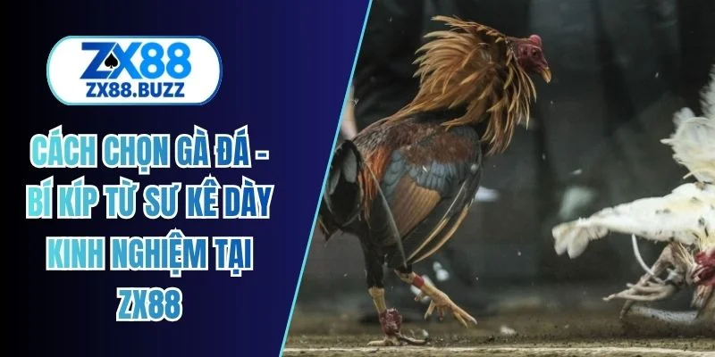 Cách chọn gà đá