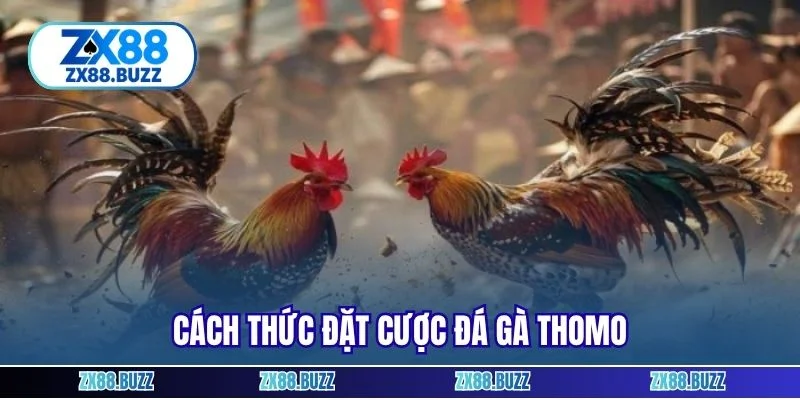 Cách thức đặt cược đá gà Thomo