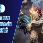 gà chọi việt nam