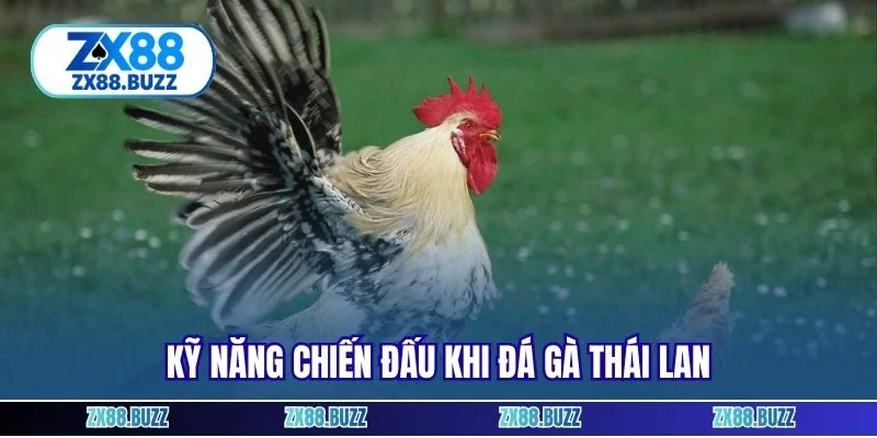 Kỹ năng chiến đấu khi đá gà Thái Lan