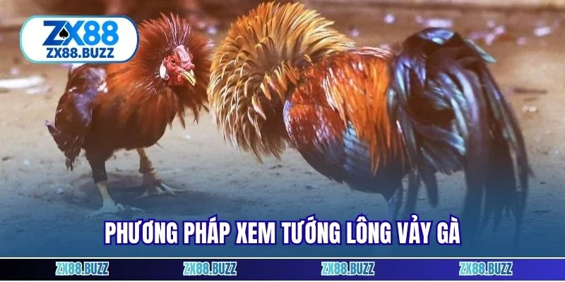 Phương pháp xem tướng lông vảy gà