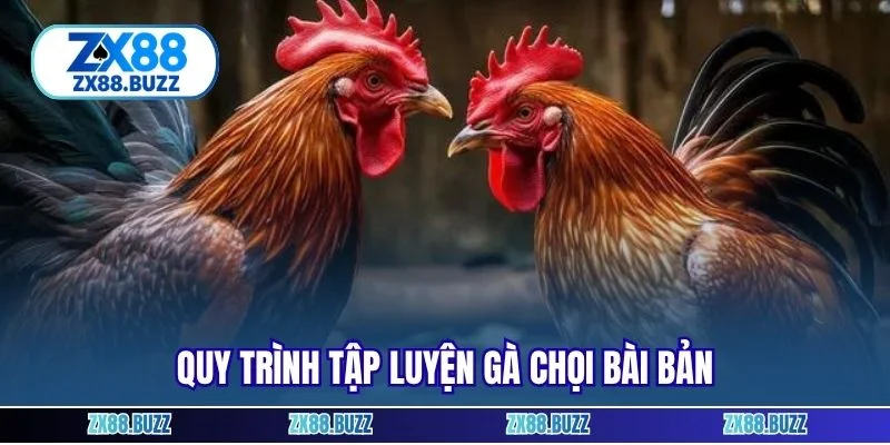 Quy trình tập luyện gà chọi bài bản