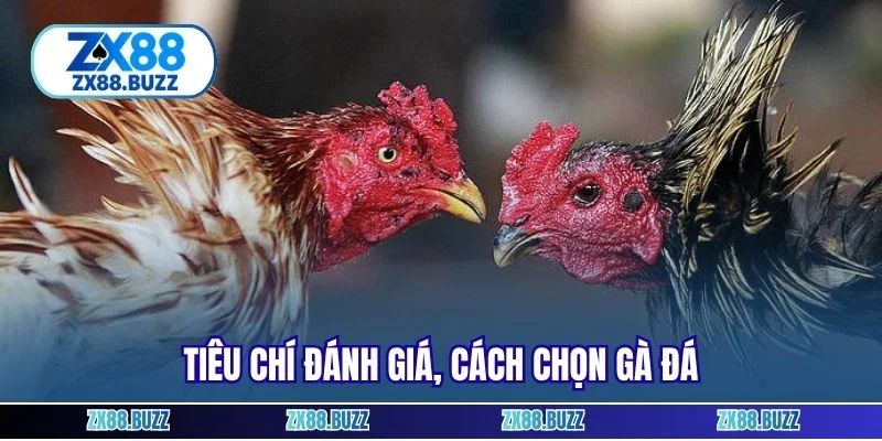Tiêu chí đánh giá, cách chọn gà đá