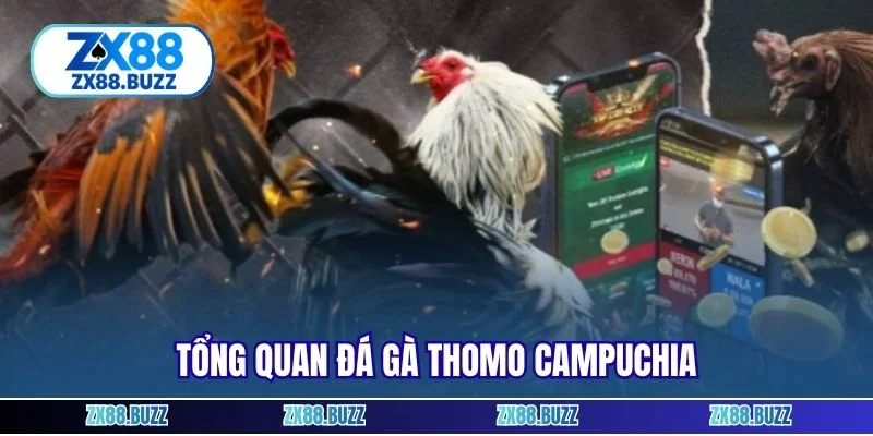 Tổng quan đá gà Thomo Campuchia